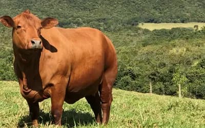 Boi gordo sobe 0,37% em São Paulo; frango mantém preços estáveis